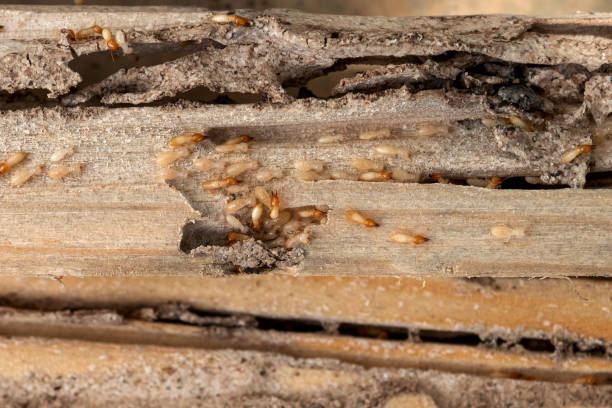 Best Affordable Pest Control Services  in Lakesite, TN