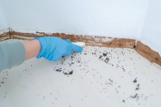 Best Flea Control Services  in Lakesite, TN